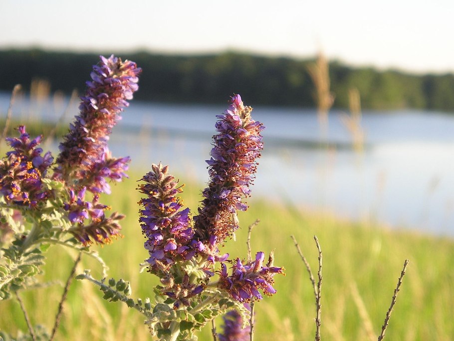 Аморфа кустарниковая синяя Акация