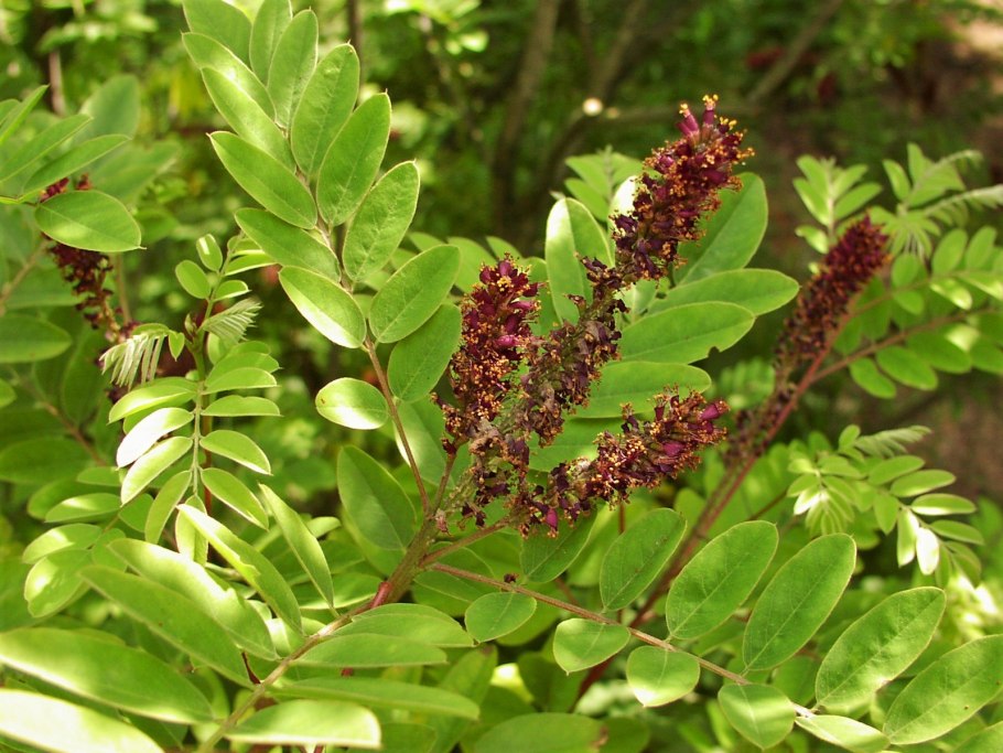 Аморфа кустарниковая медонос