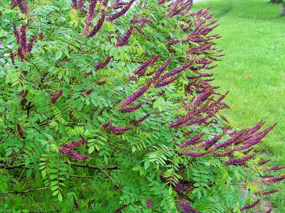 Акация Аморфа