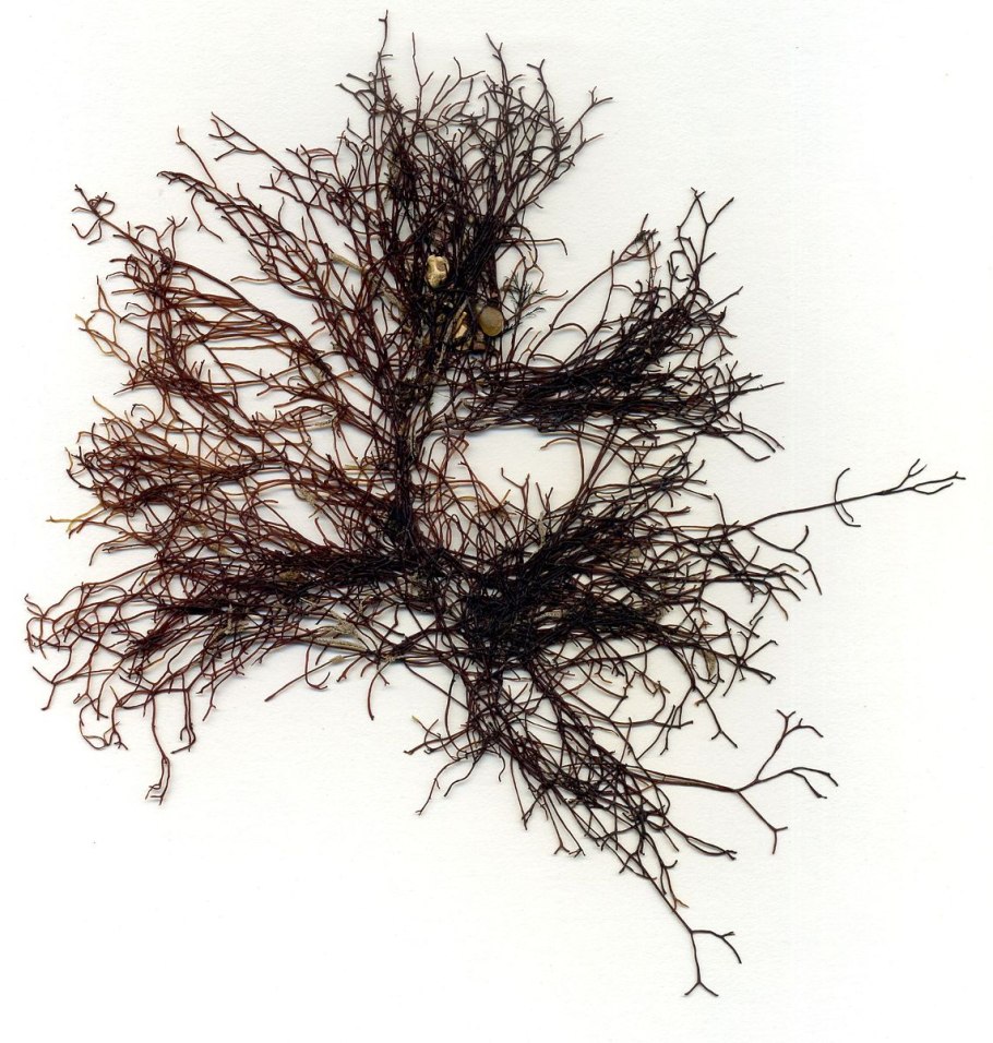 Ceramium rubrum