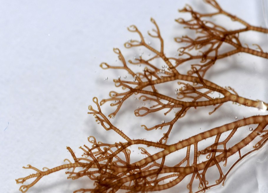 Gelidium latifolium