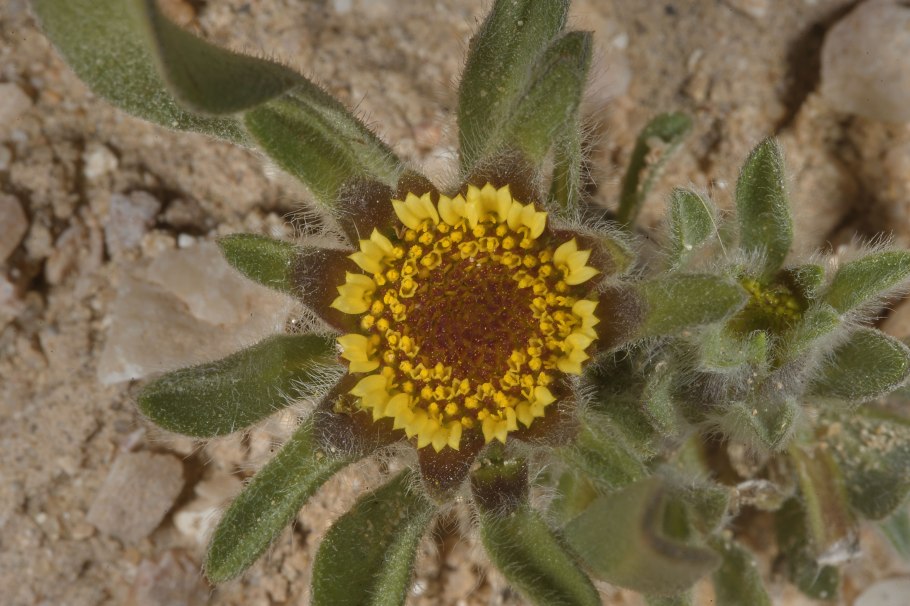 Астерискус карликовый