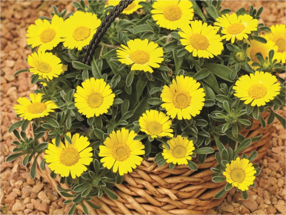 Астерискус карликовый