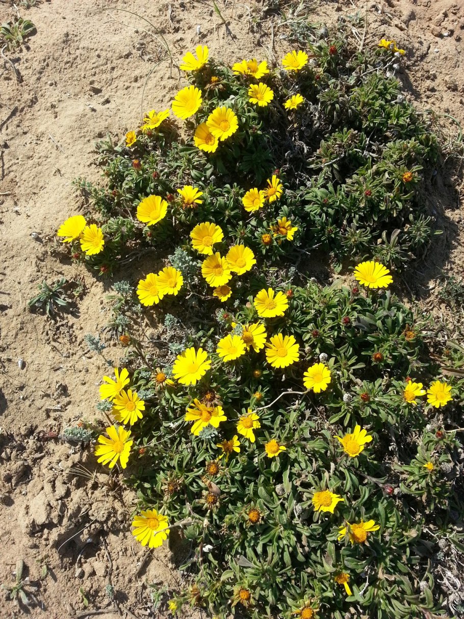 Asteriscus Aurelia Gold