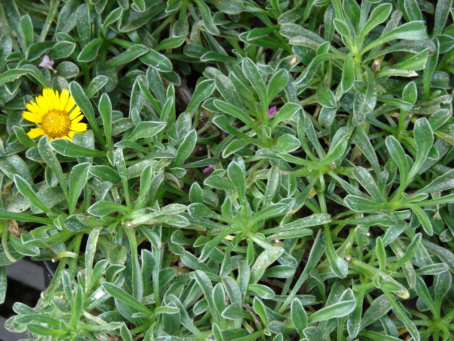 Астерискус Gnom