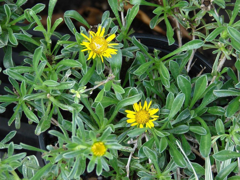 Астерискус растение