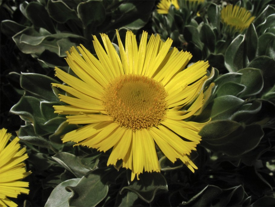 Астерискус цветок