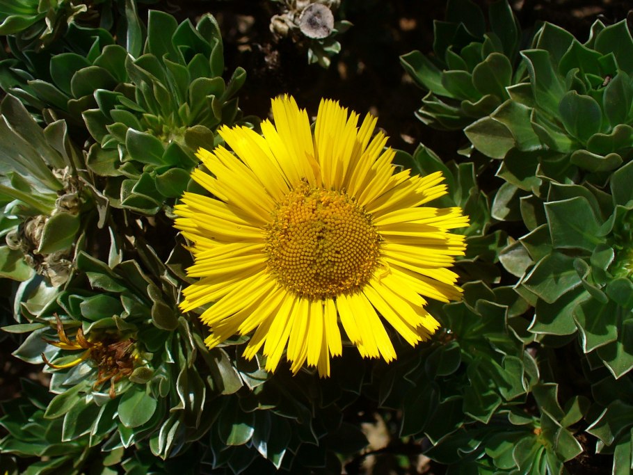 Asteriscus maritimus