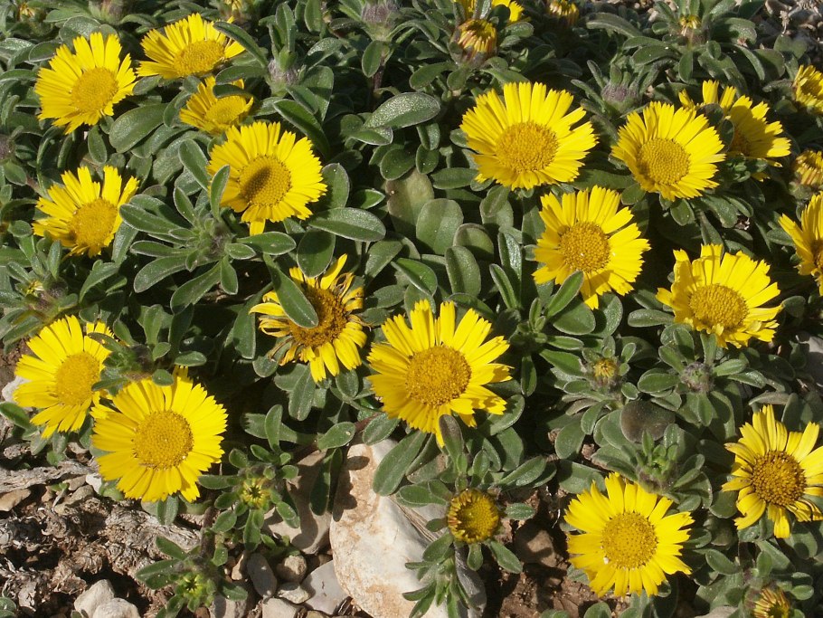 Астерискус Gnom