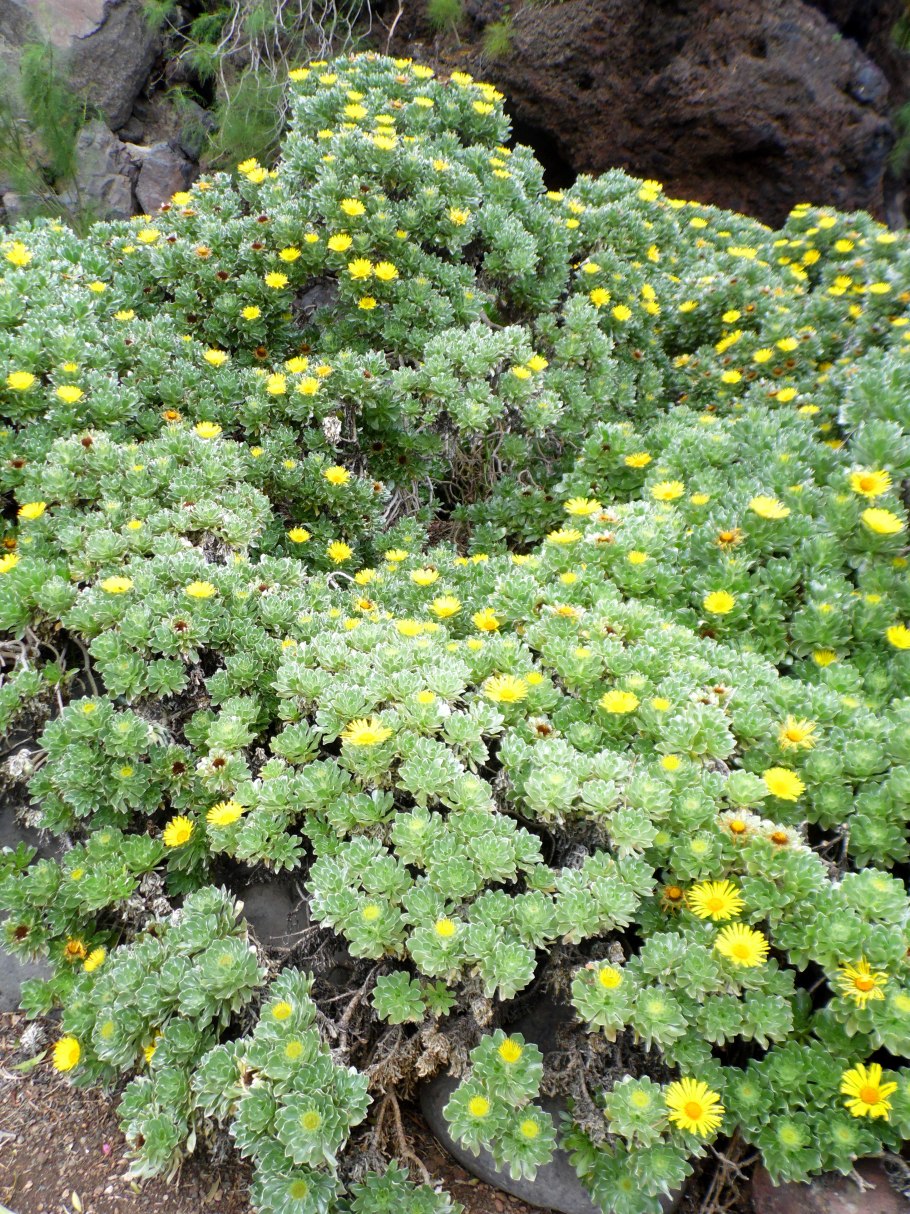 Астерискус карликовый