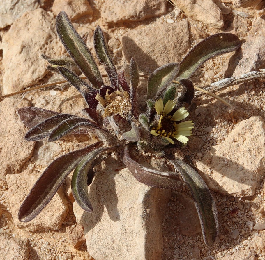 Цветы египта