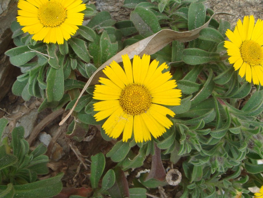 Астерискус карликовый