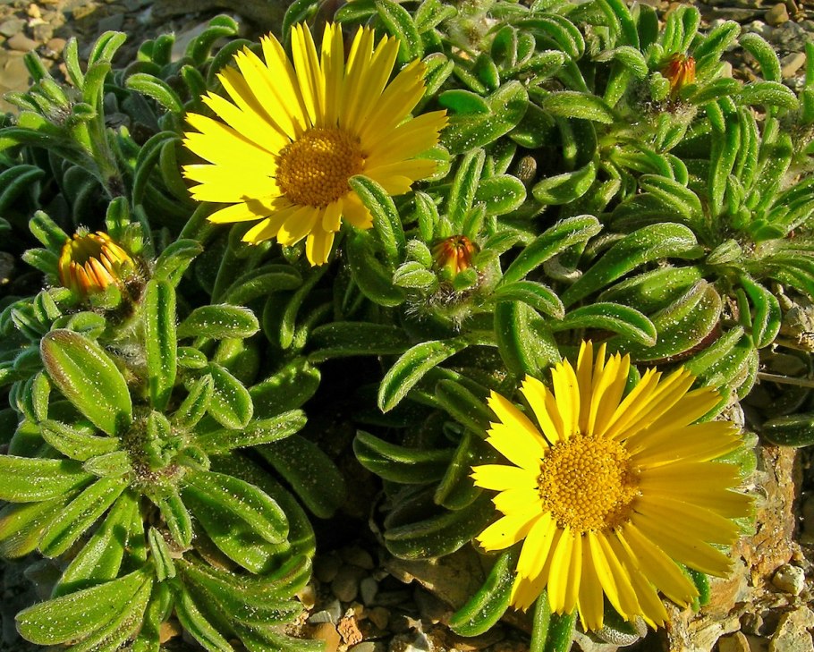 Астерискус приморский