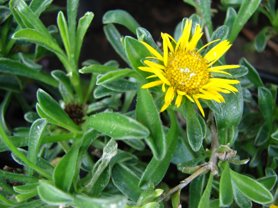 Цвет Астерискус