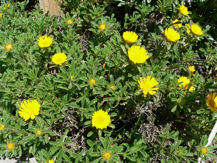 Цвет Астерискус