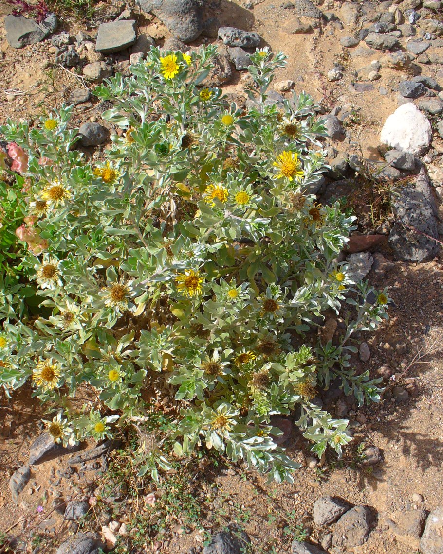 Цветы Андромеда Блю айс