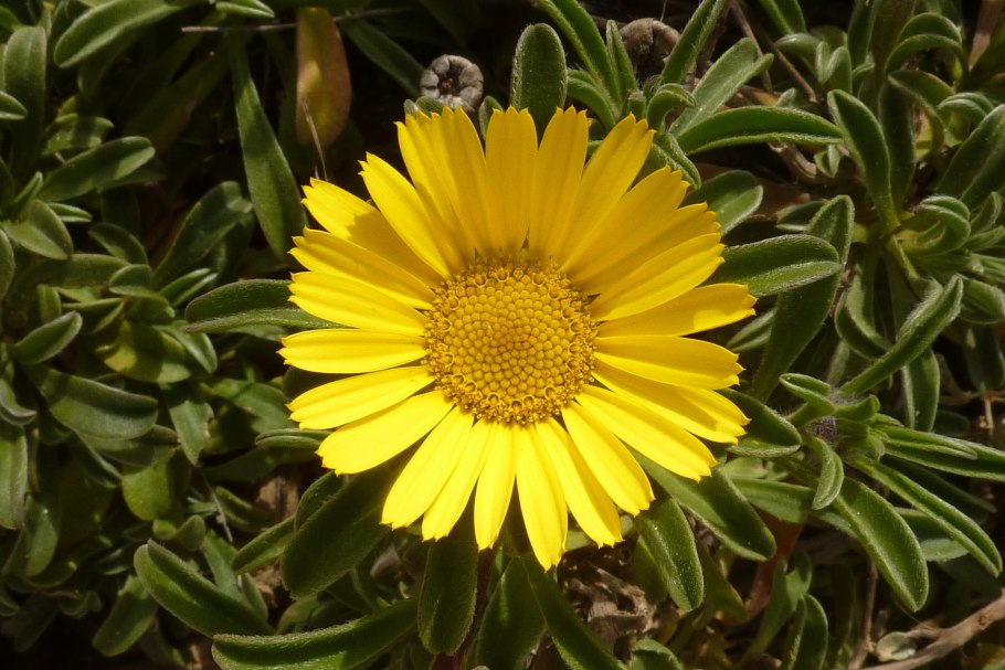 Asteriscus maritimus