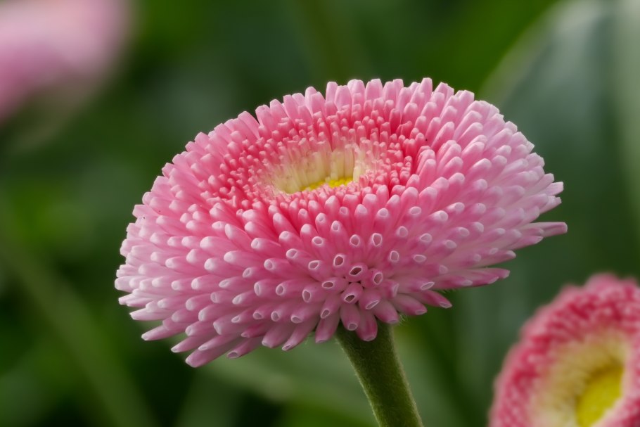 Маргаритки цветы