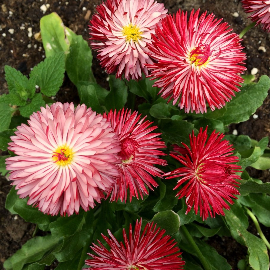 Маргаритка многолетняя Bellis perennis