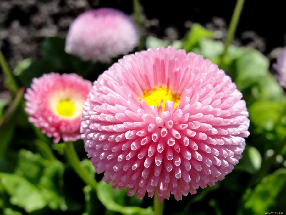 Маргаритка многолетняя Bellis perennis