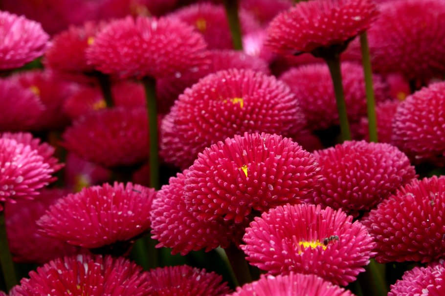 Маргаритка махровая Вайт