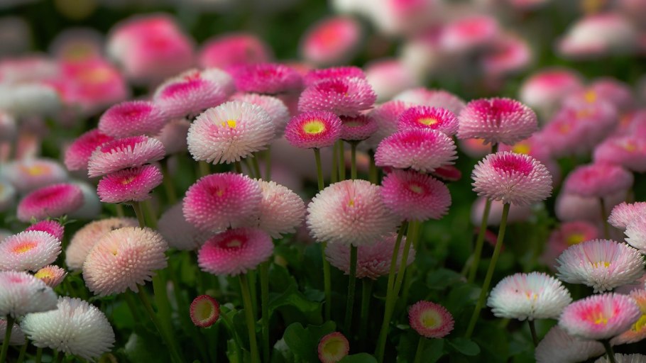 Маргаритка многолетняя Tasso Pink