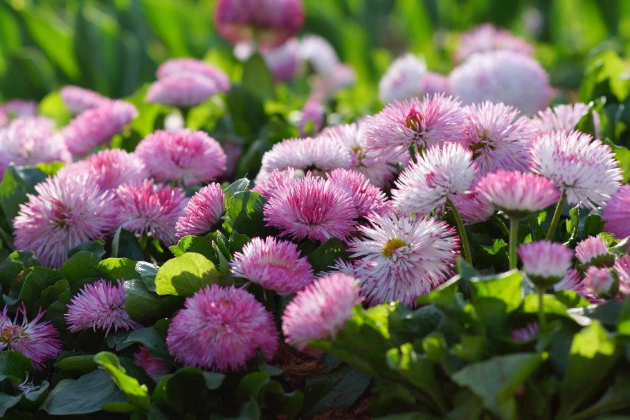 Маргаритка полумахровая