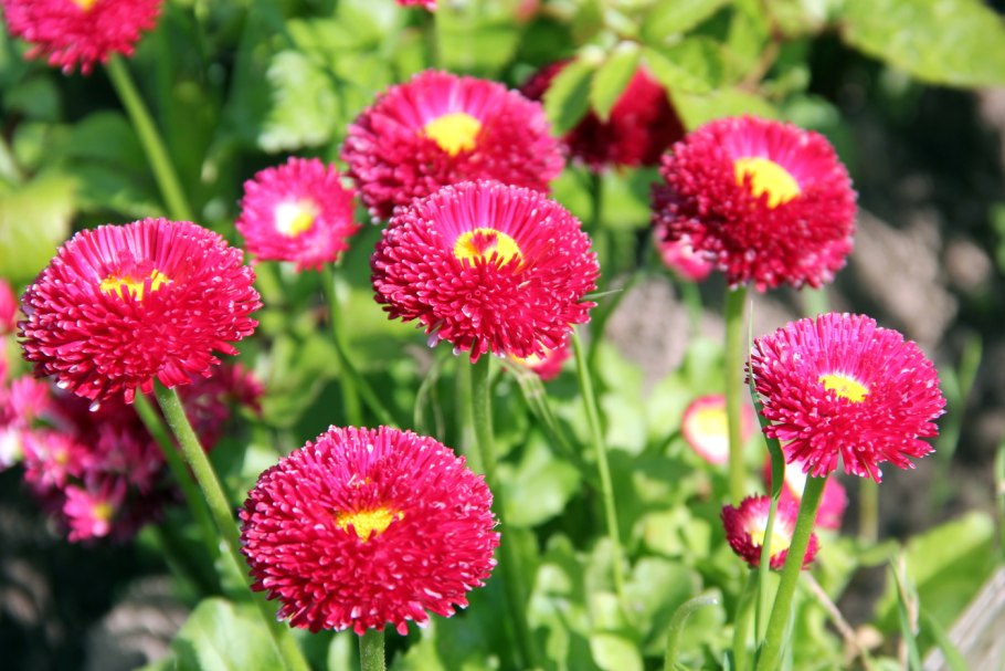 Маргаритка многолетняя Тассо