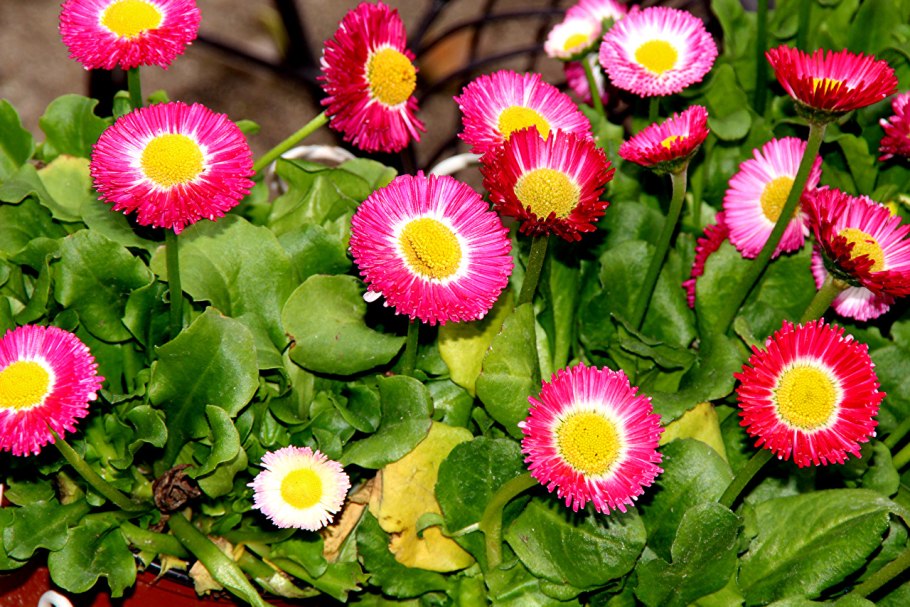 Маргаритка Тассо микс