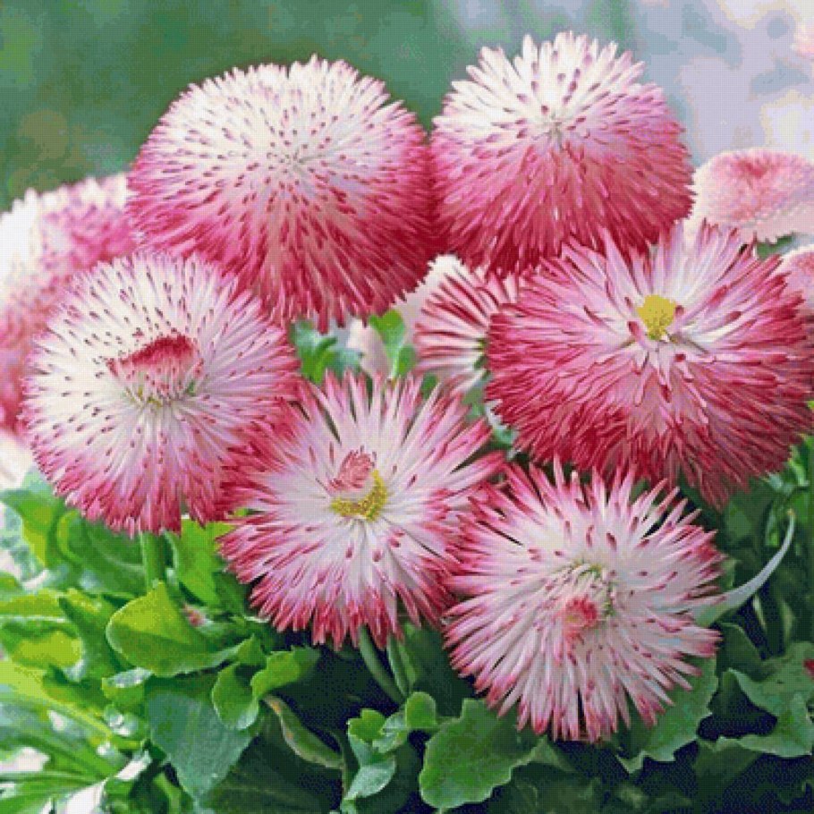 Маргаритка многолетняя Bellis perennis