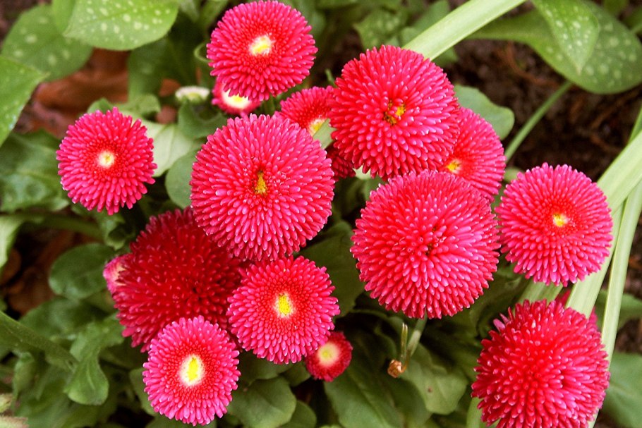 Маргаритка Bellis perennis Дикая