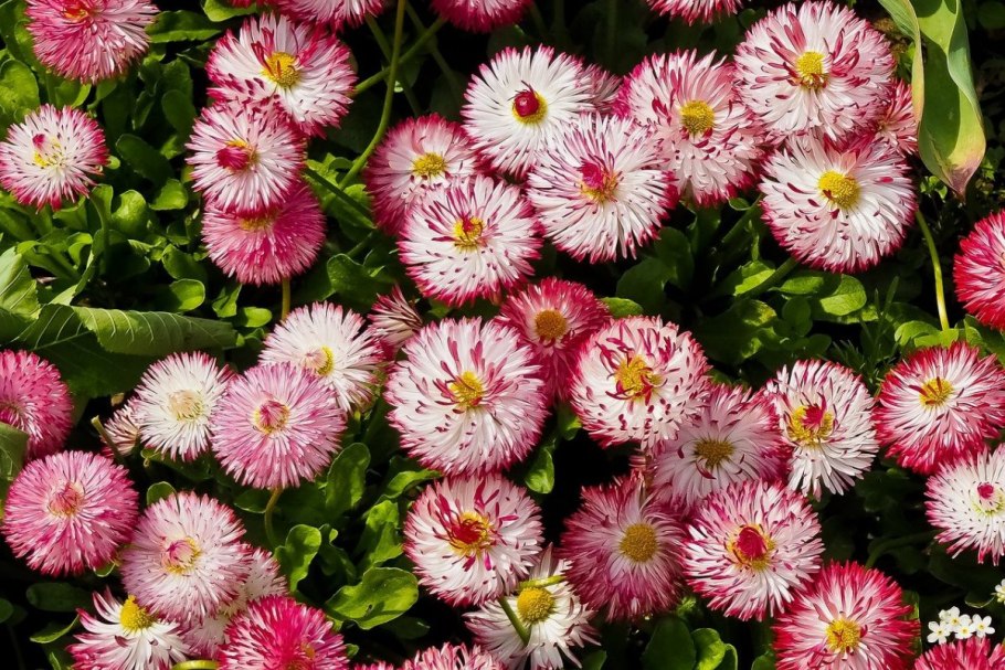 Маргаритки цветы