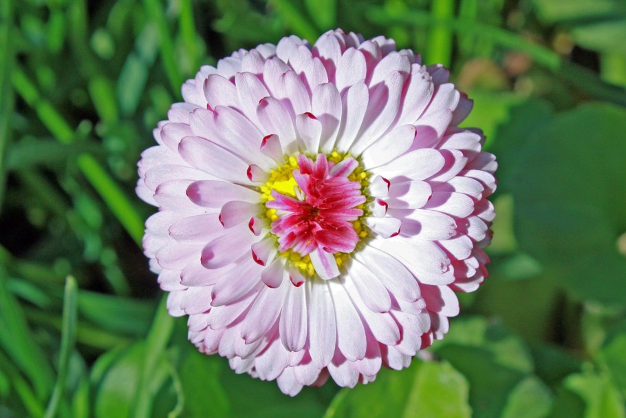 Маргаритка Робелла