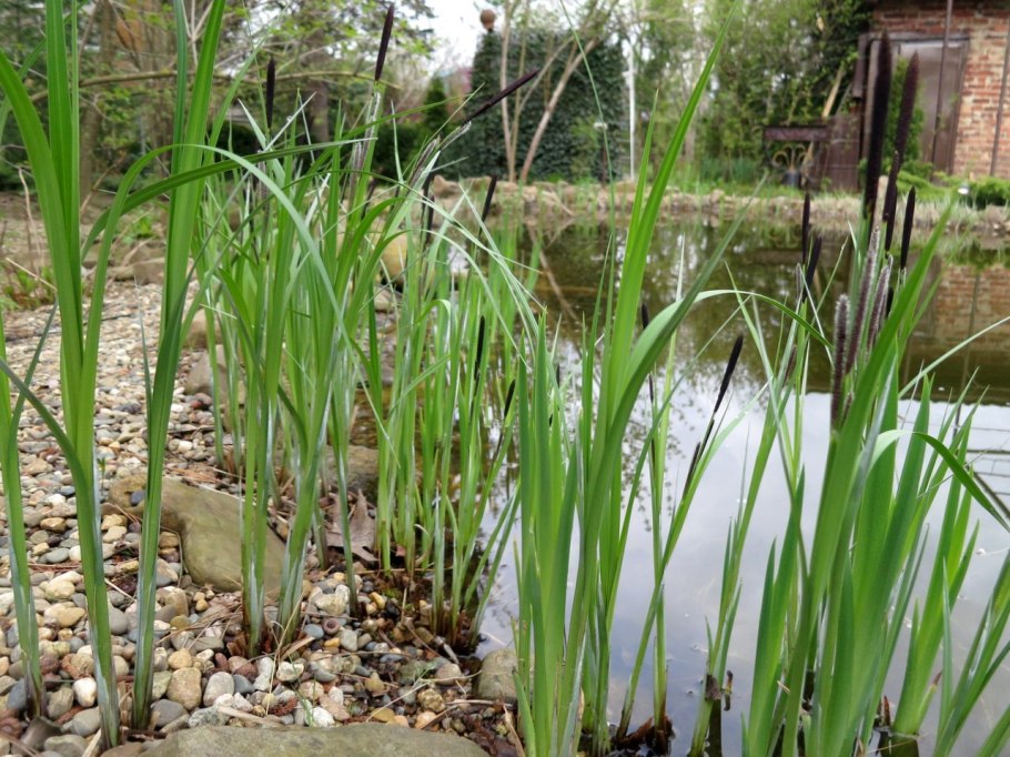 Осока черноколосая