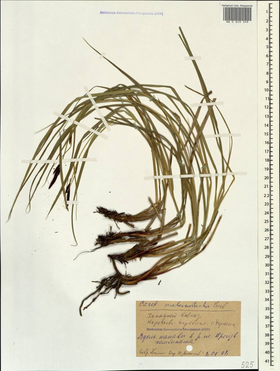 Ковыль перистый