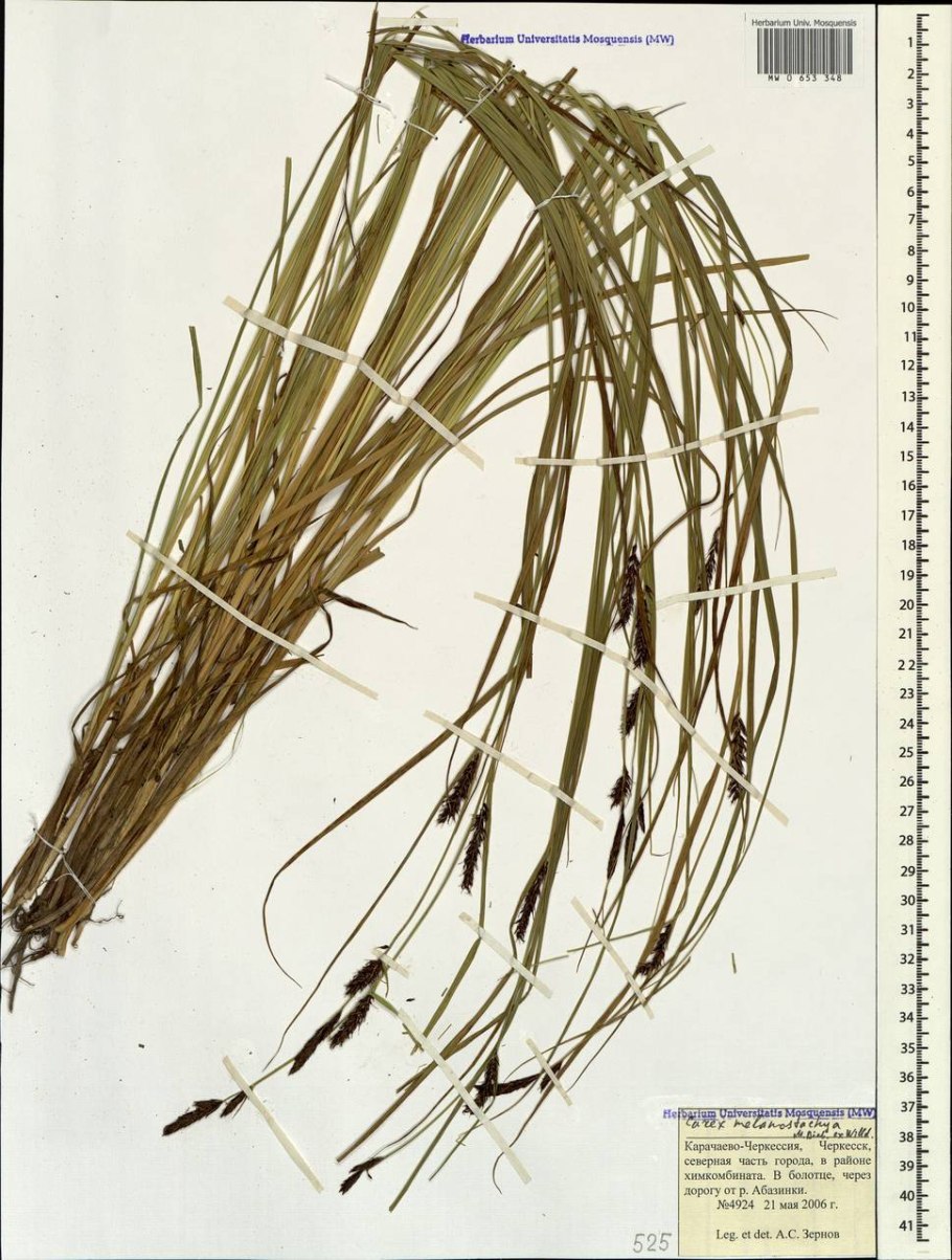 Ковыль залесского stipa zalesskii