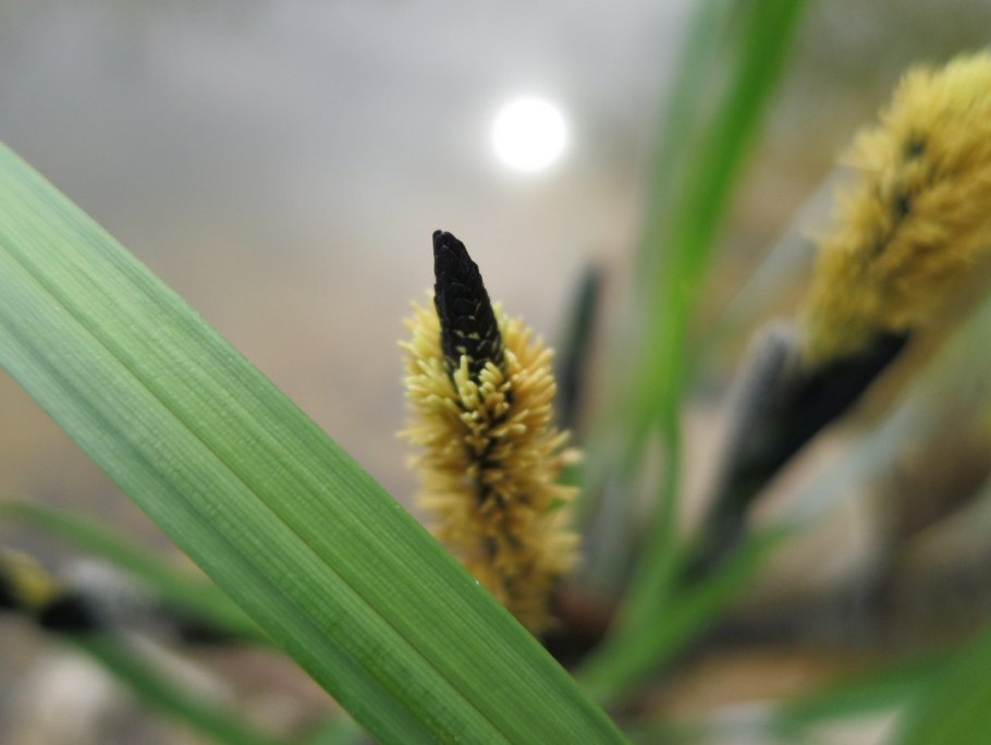 Осока черноколосая цветение