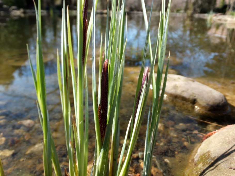 Осока на болотах