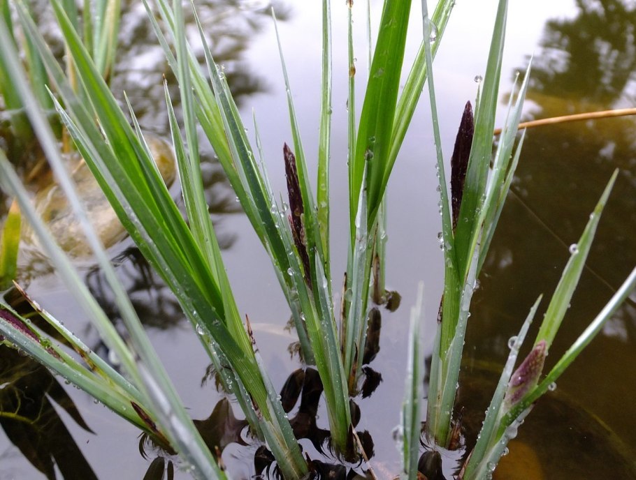 Осока черноколосая - Carex melanostachya