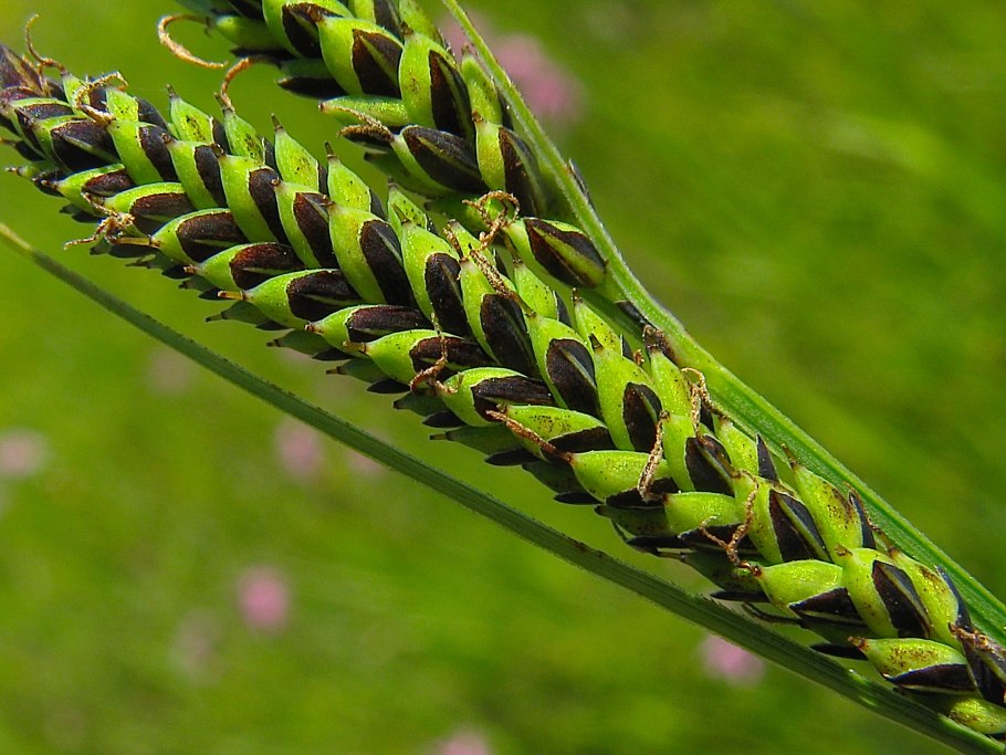 Осока carex nigra