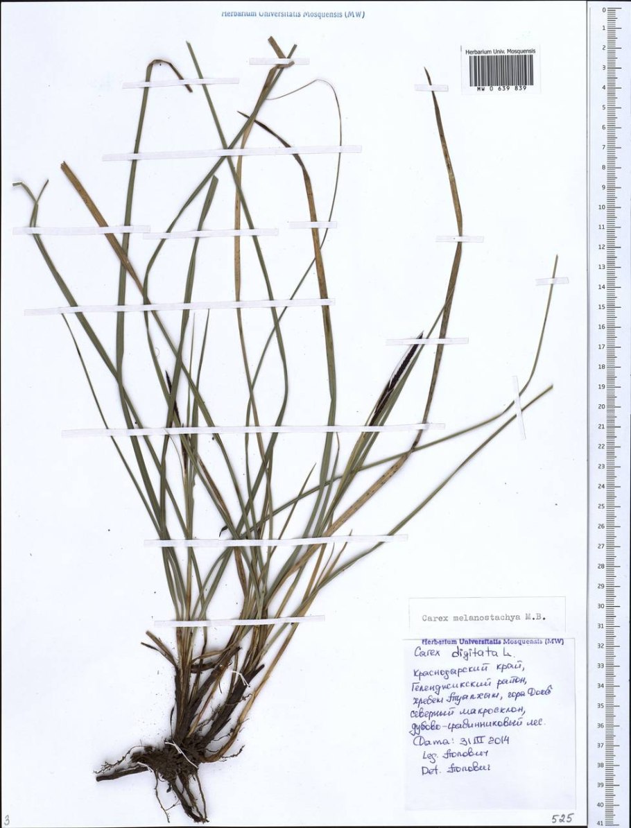 Carex morrowii variegata