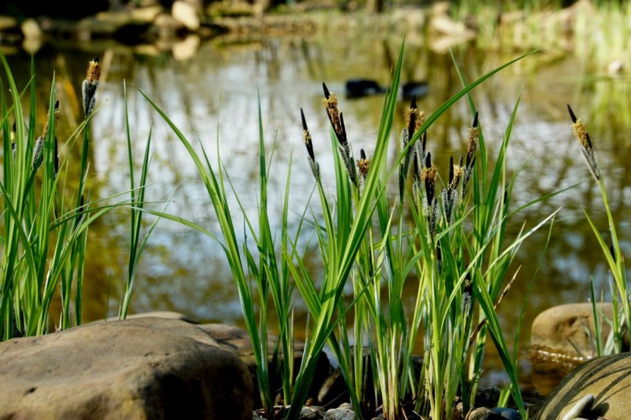 Осока черноколосая