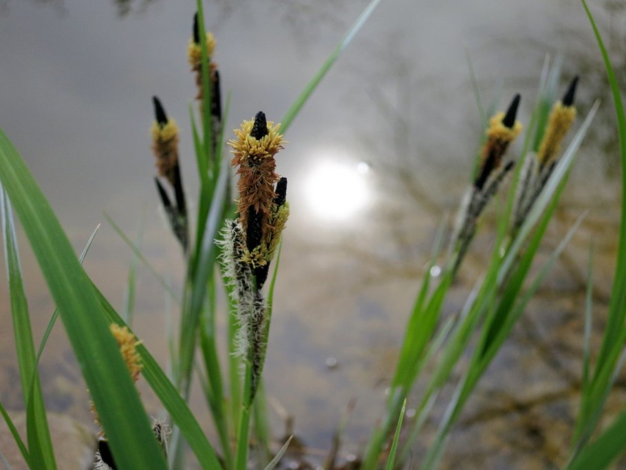 Камыш рогоз Осока