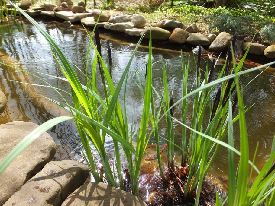 Carex 160140rx