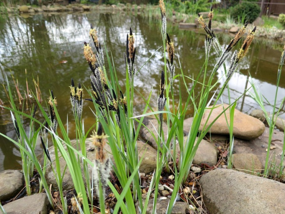 Осока для пруда
