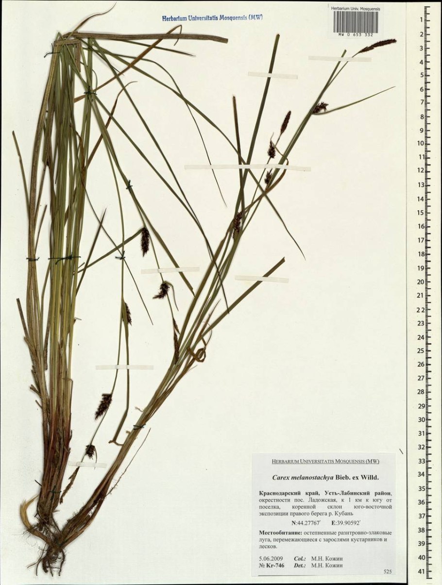 Осоки (Carex nigra