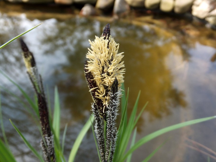 Carex melanostachya