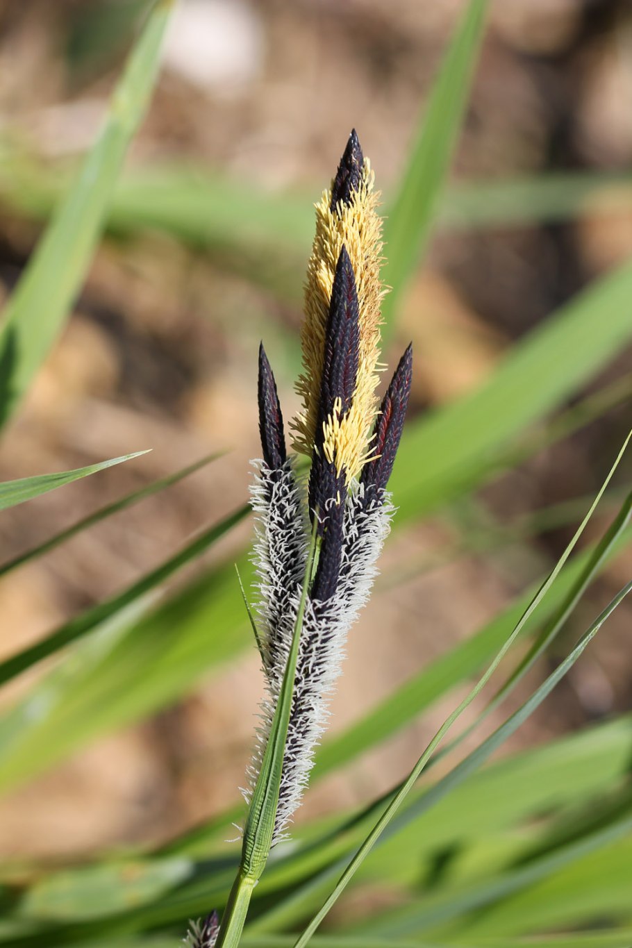 Осока ячменерядная