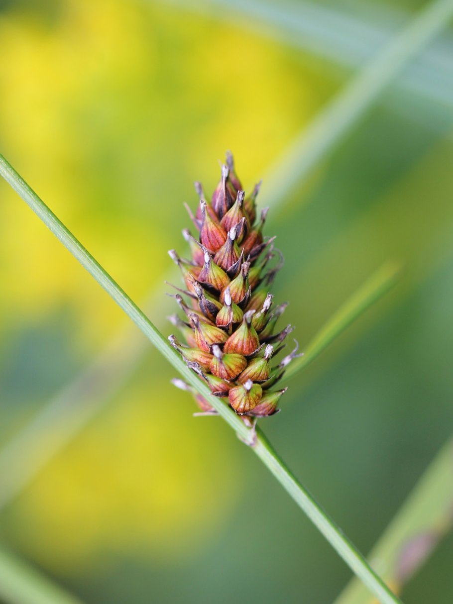 Осока черноколосая