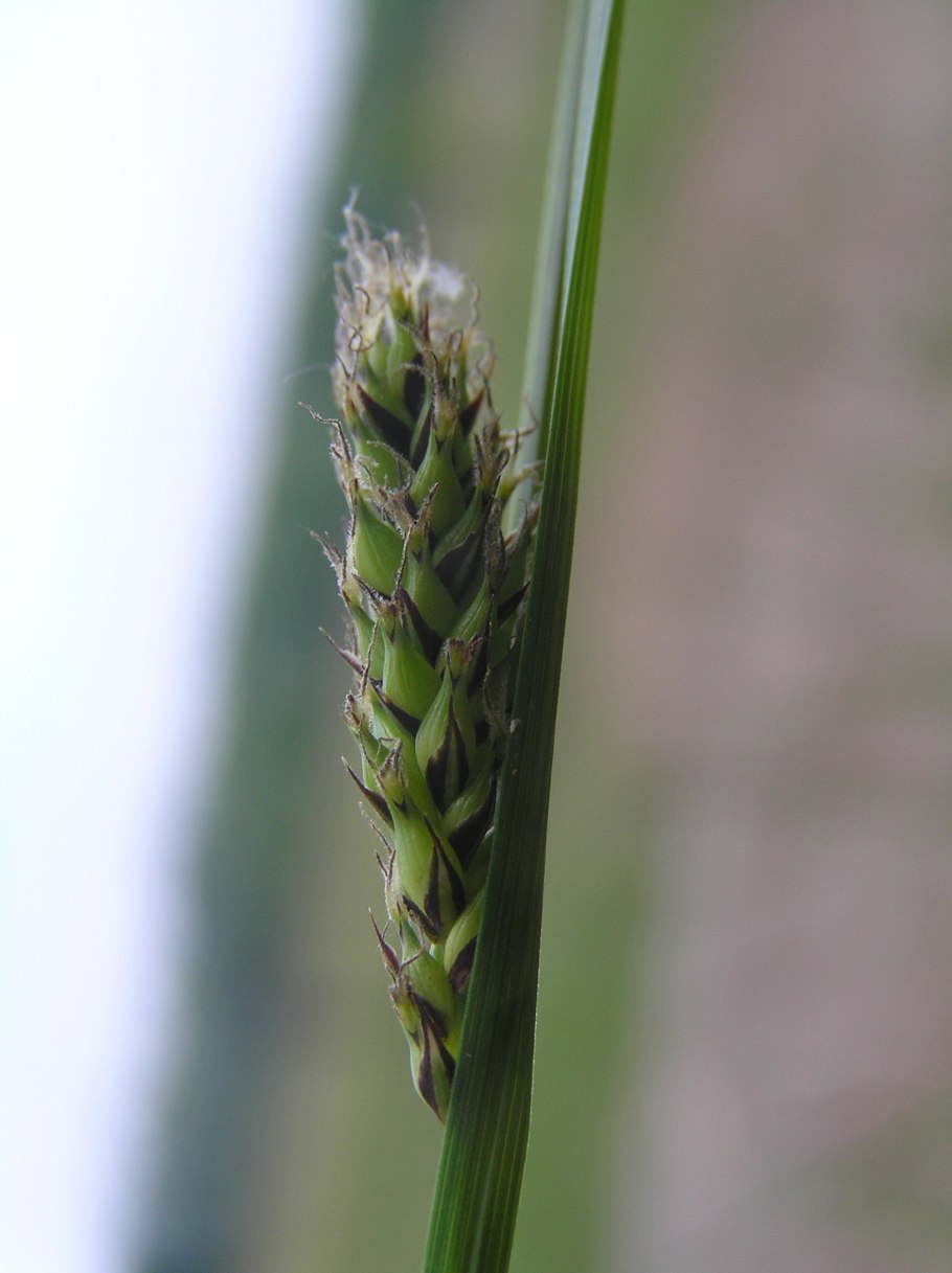 Осока черноколосая